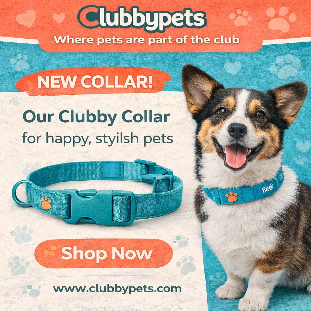 nuevo collar clubby para mascotas felices